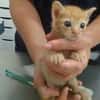 Gatito 2