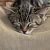 Choco y tigre