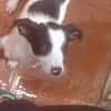 Jany
