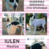 Iulen