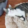 SONY-zuckersüße, verspielte Jung-Katze
