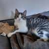 SONY-zuckersüße, verspielte Jung-Katze