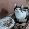 CHER-süße, verspielte Jung-Katze