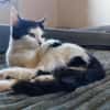 CHER-süße, verspielte Jung-Katze