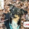 Lea - süße Schmuserin sucht Führung