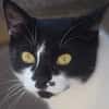 PAM-ruhige Katze, liebt Hunde