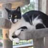 PAM-ruhige Katze, liebt Hunde