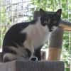 PAM-ruhige Katze, liebt Hunde