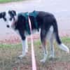 Jule sucht dringend ein Zuhause