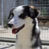 Jule sucht dringend ein Zuhause
