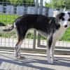 Jule sucht dringend ein Zuhause
