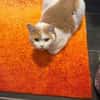 TEDDY -in 50969 Köln sucht neues Zuhause