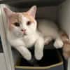 TEDDY -in 50969 Köln sucht neues Zuhause