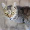 TIMON-sehr lieber, verspielter Kater