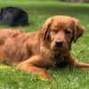 Chow-Chow-Mix FELIXin 53940 Hellenthal