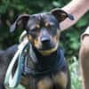 Fido sucht konsequentes Zuhause