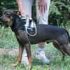Fido sucht konsequentes Zuhause