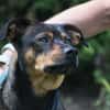 Fido sucht konsequentes Zuhause
