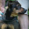 Fido sucht konsequentes Zuhause