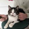 BIBO-hübscher, netter Kater