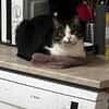 BIBO-hübscher, netter Kater