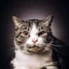 BIBO-hübscher, netter Kater
