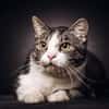 BIBO-hübscher, netter Kater