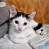 Katzenkind Milow
