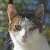 MICKY-lieber, freundlicher Kater