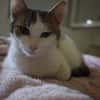 MICKY-lieber, freundlicher Kater