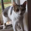 MICKY-lieber, freundlicher Kater