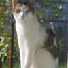 MICKY-lieber, freundlicher Kater