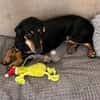 💕Berta💕sucht ihre Menschen 💕🐾