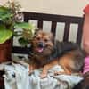 Lilo - Spitzmix sucht Zuhause