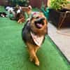 Lilo - Spitzmix sucht Zuhause