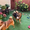 Lilo - Spitzmix sucht Zuhause