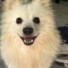 Hugo  kleiner Spitz sucht warmes Herz