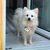 Hugo  kleiner Spitz sucht warmes Herz