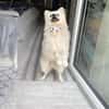 Hugo  kleiner Spitz sucht warmes Herz
