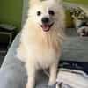 Hugo  kleiner Spitz sucht warmes Herz