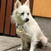 Gino - schüchterner Spitz sucht Zuhause