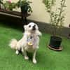 Gino - schüchterner Spitz sucht Zuhause