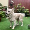 Gino - schüchterner Spitz sucht Zuhause