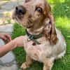 Spaniel-Mischling PHILIPP sucht Familie