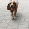 Spaniel-Mischling PHILIPP sucht Familie