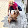 Spaniel-Mischling PHILIPP sucht Familie