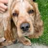 Spaniel-Mischling PHILIPP sucht Familie