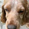 Russischer Spaniel sucht zuhause!