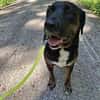 Leo sucht erfahrenes Zuhause