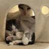 Sparkles und Mortis aus dem Tierschutz